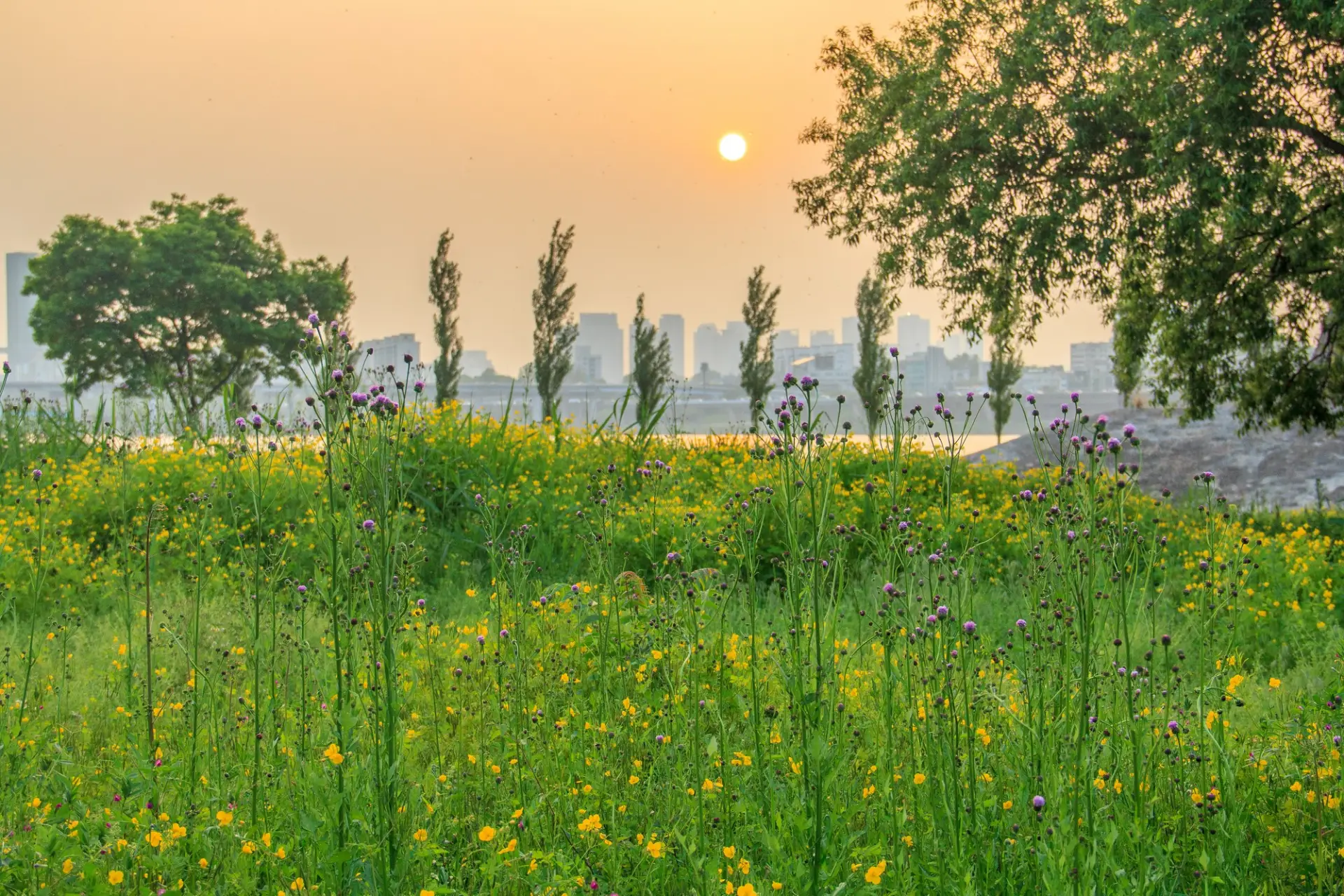 Trees and flowers