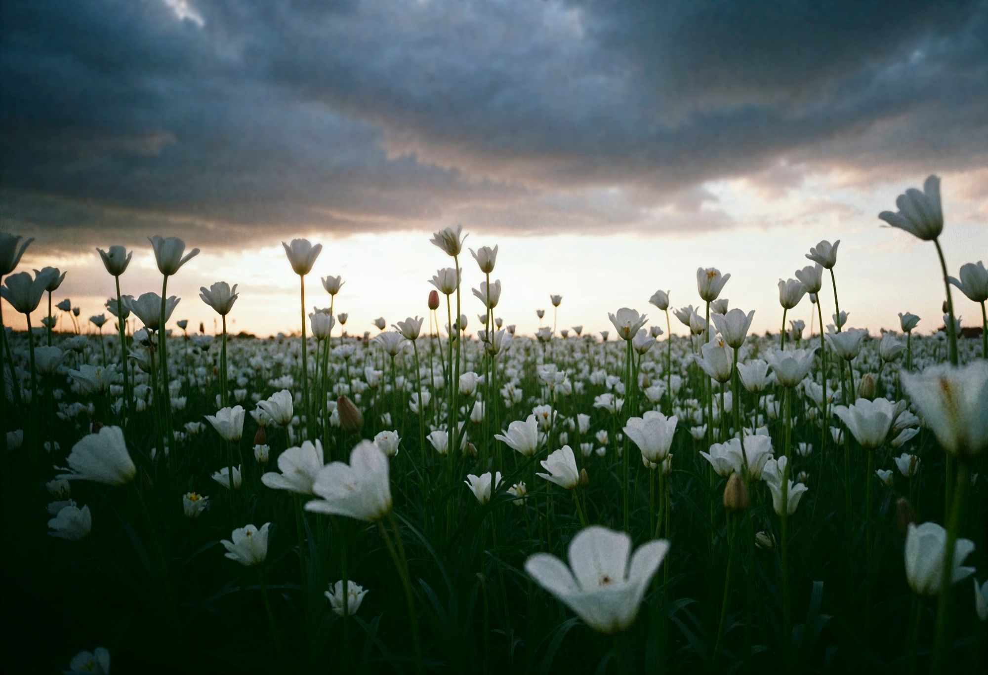 white flower field