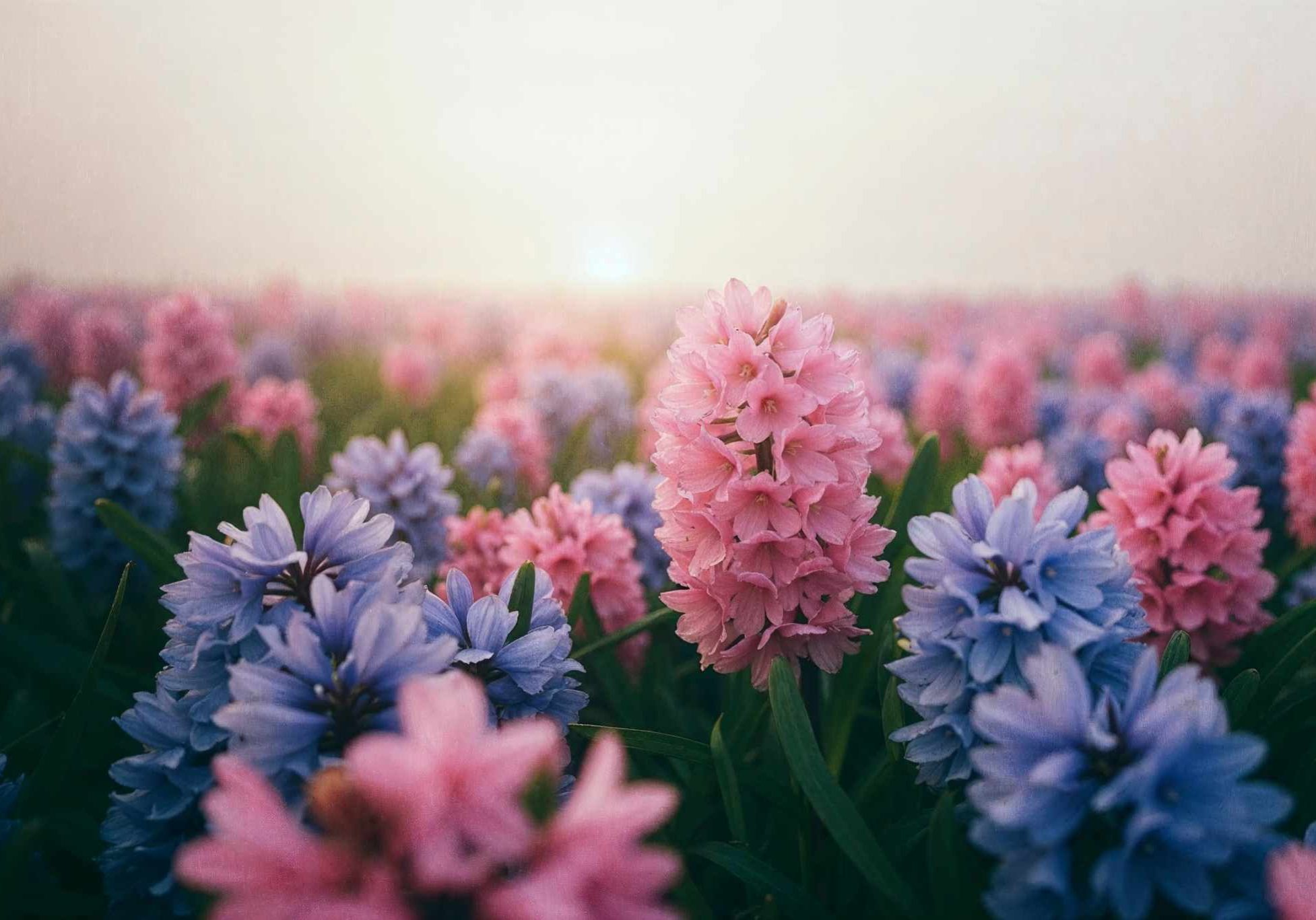 Pink and purple hyacinths